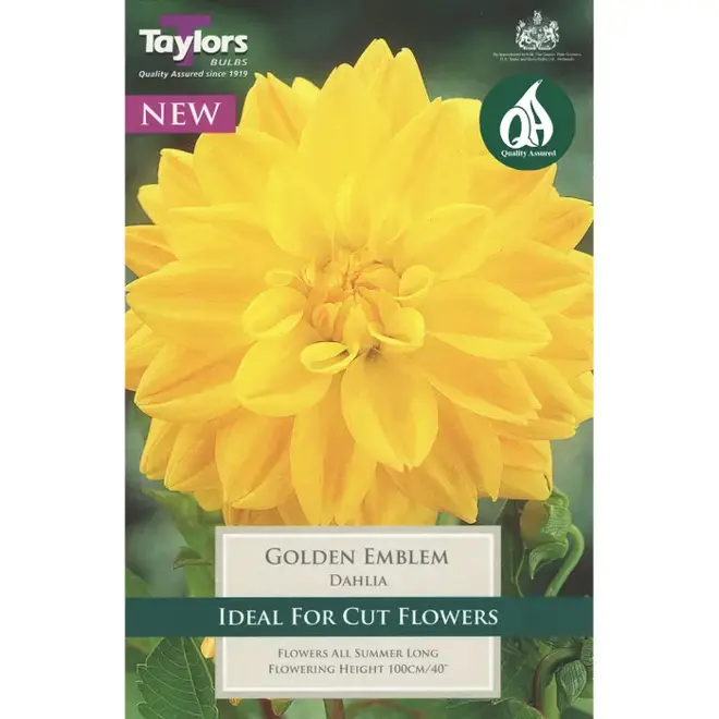 DAHLIA GOLDEN EMBLEM