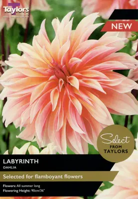DAHLIA LABYRINTH