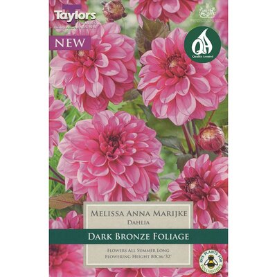 DAHLIA MELISSA ANNA MARIJKE