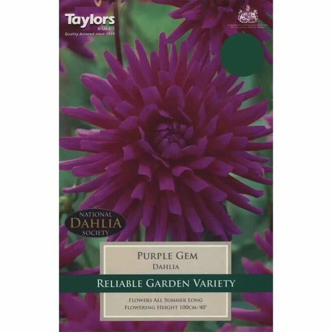 DAHLIA PURPLE GEM