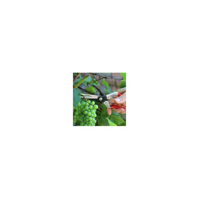 Darlac Vine Scissor - image 2