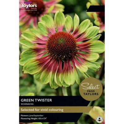 ECHINACEA GREEN TWISTER