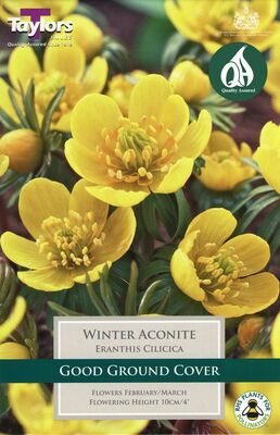 ERANTHIS CILICICA 4up P/P