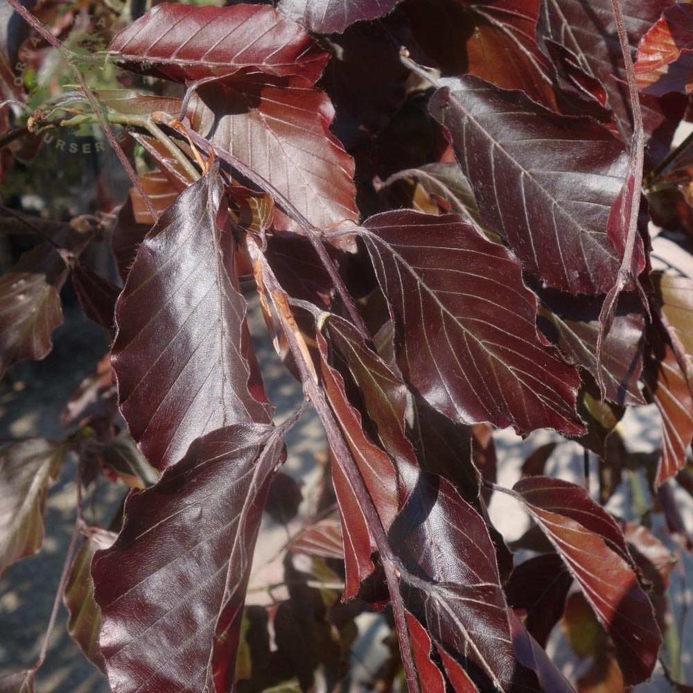 Fagus Sylvatica 'Black Swan' - Radway Bridge Garden Centre