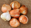 Flower Bulbs and Tubers