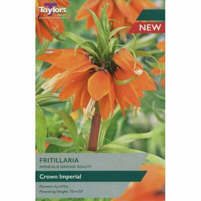 FRITILLARIA IMPERIALIS ORANGE BEAUTY 18-20 P/P