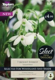 GALANTHUS MOUNT EVEREST 7-8  SEL