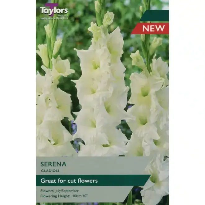 GLADIOLI SERENA