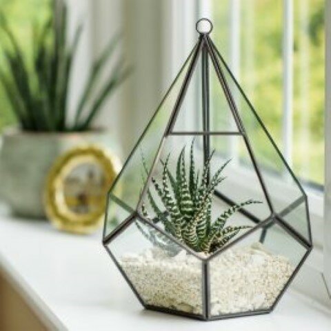 Grow It Glass Teardrop Terrarium