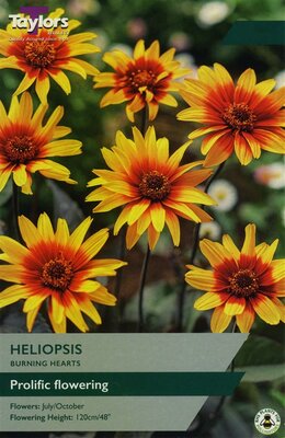 HELIOPSIS BURNING HEARTS