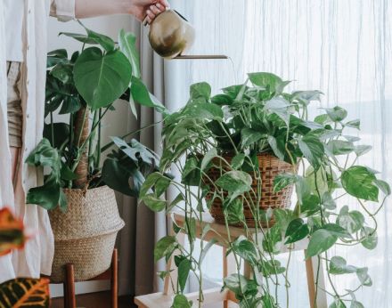 Houseplants