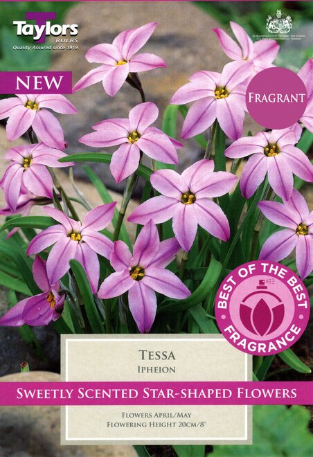 IPHEION TESSA 4+