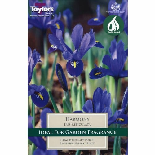 IRIS DWARF HARMONY 5up P/P