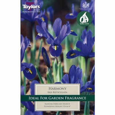 IRIS DWARF HARMONY 5up P/P