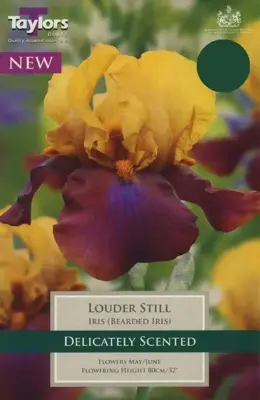 IRIS LOUDER STILL