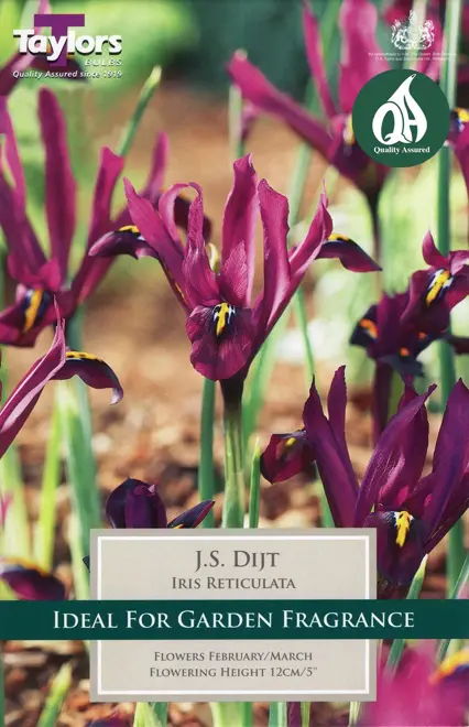 IRIS RETICULATA J S DIJT P/P