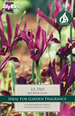 IRIS RETICULATA J S DIJT P/P