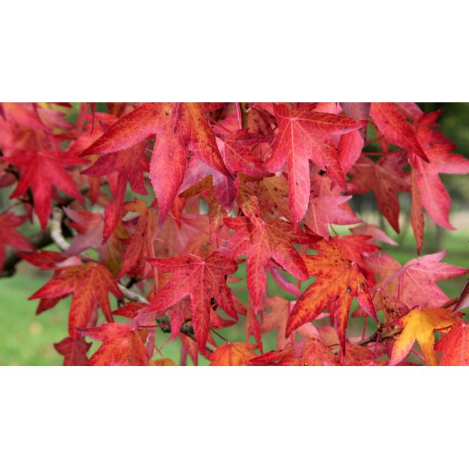 Liquidambar Styraciflua 'Worplesdon'