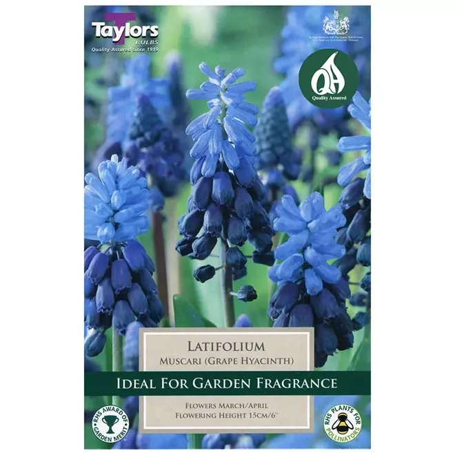 MUSCARI LATIFOLIUM 5up P/P