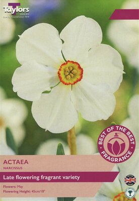 NARCISSI ACTAEA 12-14 BOB