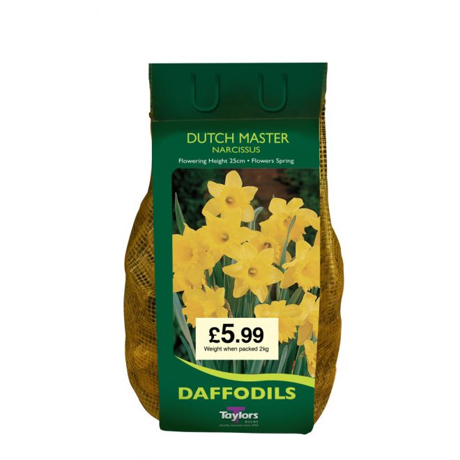 NARCISSI DUTCH MASTER CARRI-PACK