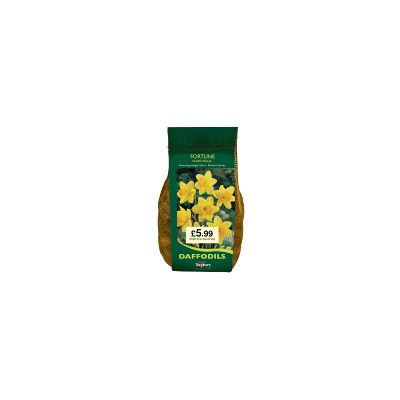 NARCISSI FORTUNE CARRI-PACK 2KG