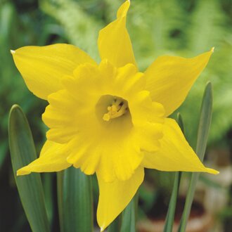 NARCISSI KING ALFRED SELECT 6KG