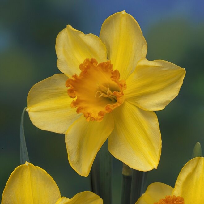 NARCISSI LOTHERIO 6KG