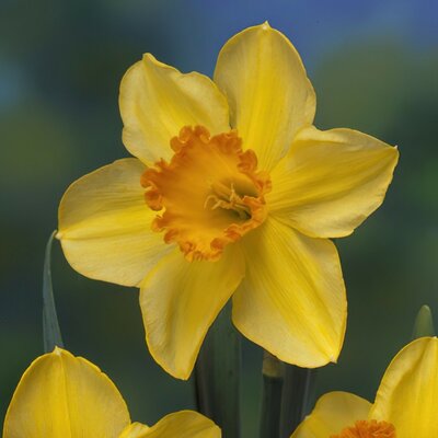NARCISSI LOTHERIO 6KG