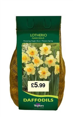 NARCISSI LOTHERIO CARRI-PACK