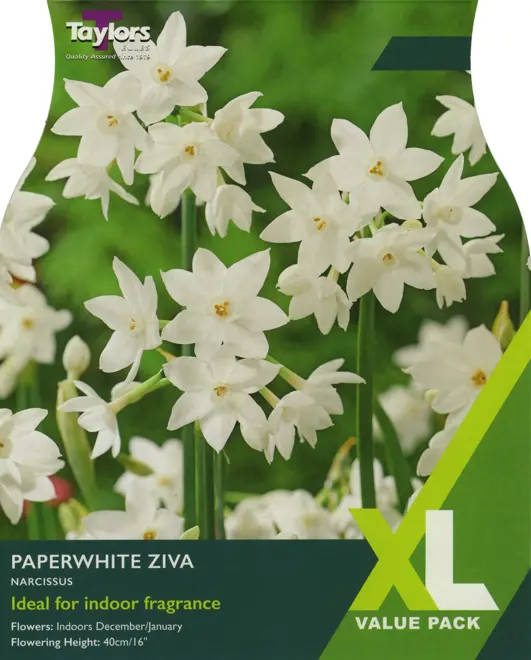NARCISSI PAPERWHITE ZIVA XL