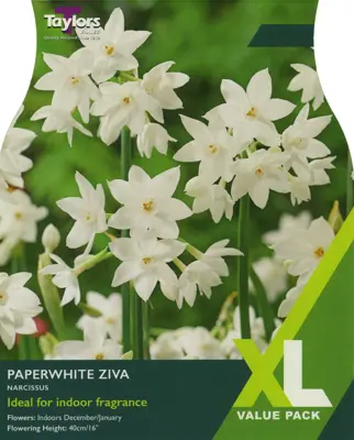 NARCISSI PAPERWHITE ZIVA XL