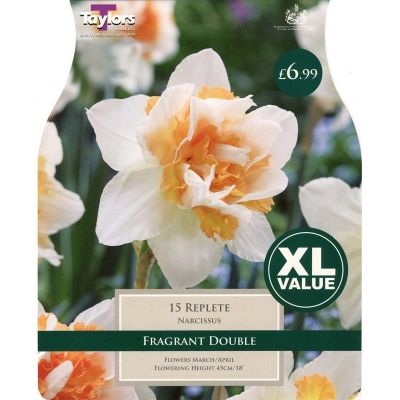 NARCISSI REPLETE 10-12 XL