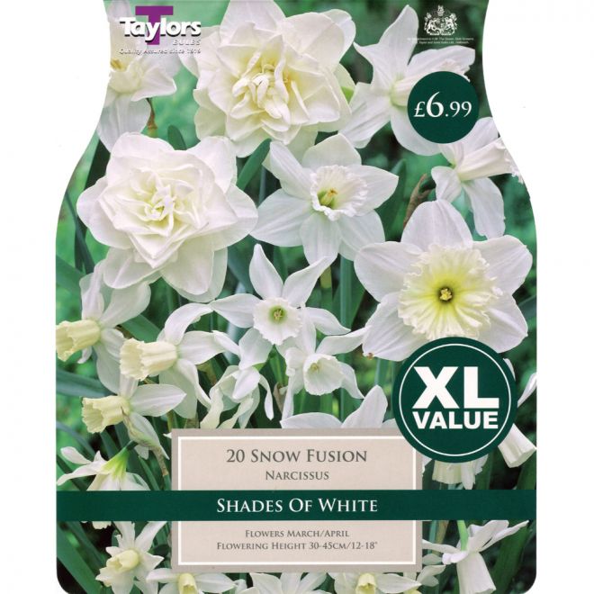 NARCISSI SNOW FUSION XL