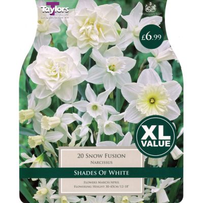 NARCISSI SNOW FUSION XL