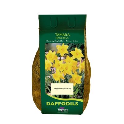 NARCISSI TAMARA CARRI-PACK