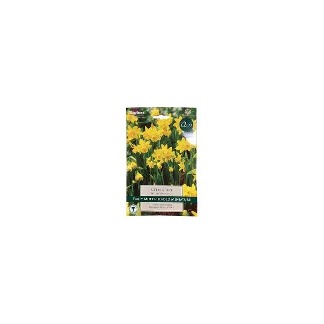 NARCISSI TETE A TETE VALUE BAG