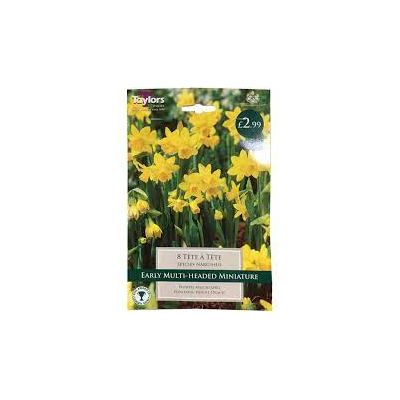 NARCISSI TETE A TETE VALUE BAG