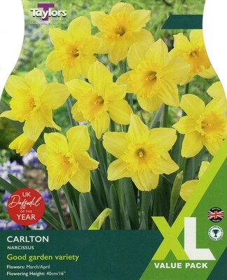 NARCISSUS CARLTON 12-14 XL