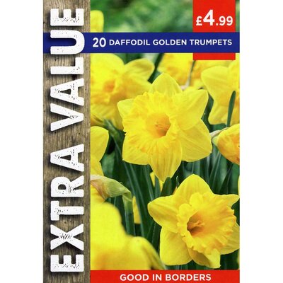 NARCISSUS GOLDEN TRUMPETS 10-12