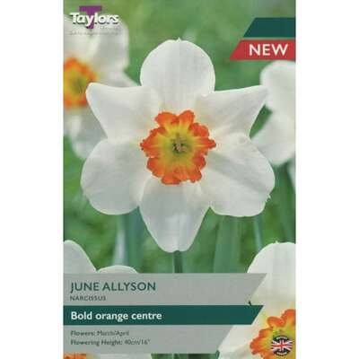 NARCISSUS JUNE ALLYSON 12-14 P/P