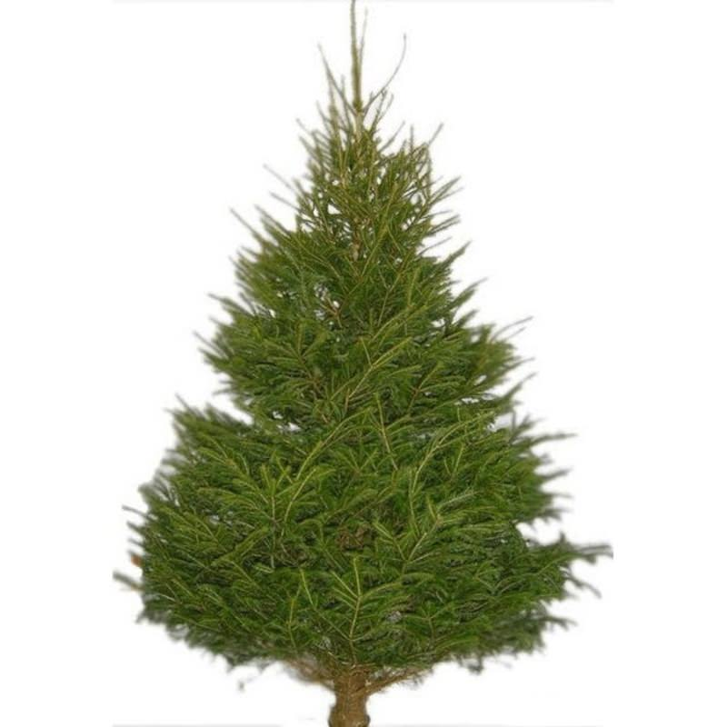 Norway Spruce Large 10ft - Live Christmas Tree's - Radway ...