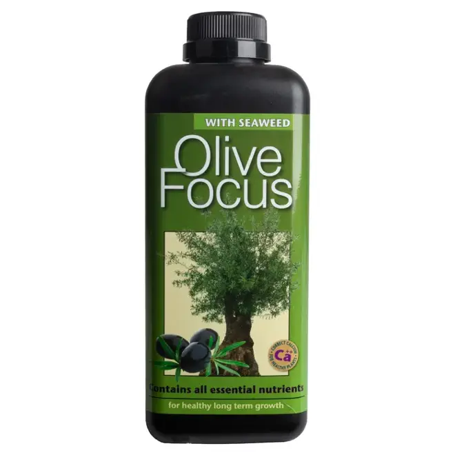 Olive Focus 1L