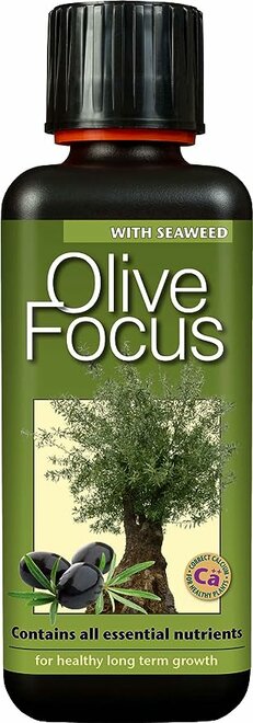 Olive Focus 300 ml