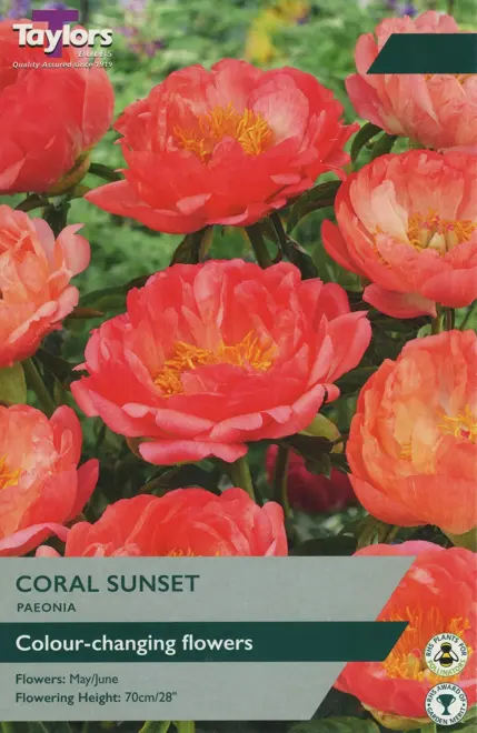 PAEONIA CORAL SUNSET