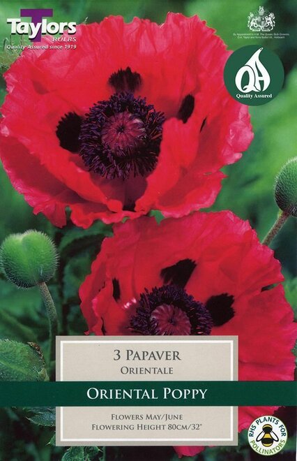 PAPAVER ORIENTALE