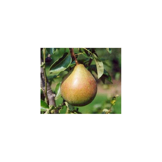 Pear - Onward