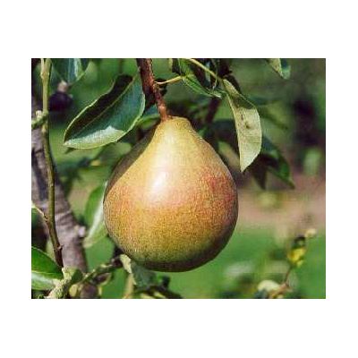 Pear - Onward