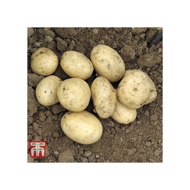 Pentland Javelin Potatoes 30/55 P/P - image 2
