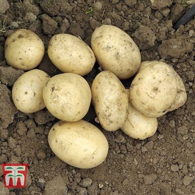 Pentland Javelin Potatoes 30/55 P/P - image 2